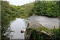 Totnes Weir