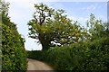 Narrow Lane from Westcombe