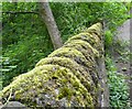 Moss-topped  Wall