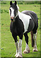 Piebald horse