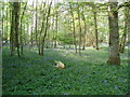 Frolicking in the Bluebells