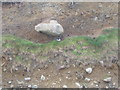 Oystercatcher and boulder, Llwyngwril