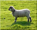 ST7501 : Lamb near Cheselbourne by Nigel Mykura