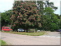 Chestnut tree at the junction, Feniton