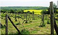 Hale Valley Vineyard looking across the valley towards Barn Wood