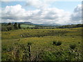 Dalmary: farmland with buttercups