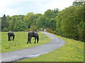 Hermitage horses