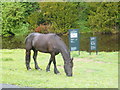 One of the horses grazing by the footpath near Warkworth Hermitage