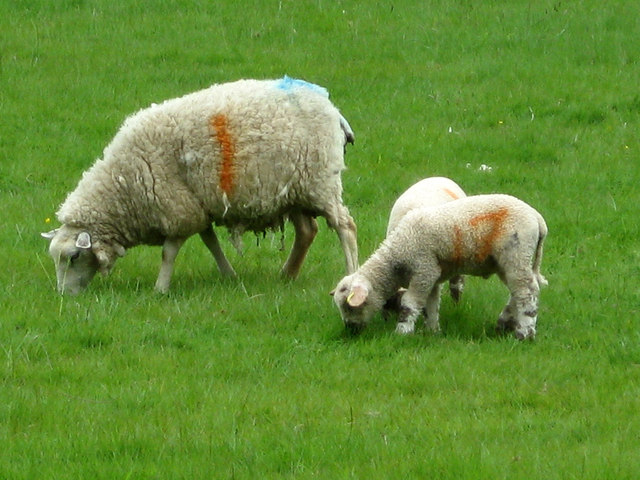 Sheep число. Тоскана овца. Ягненок Тоскана. Арашанские овцы. Бараны пасутся.