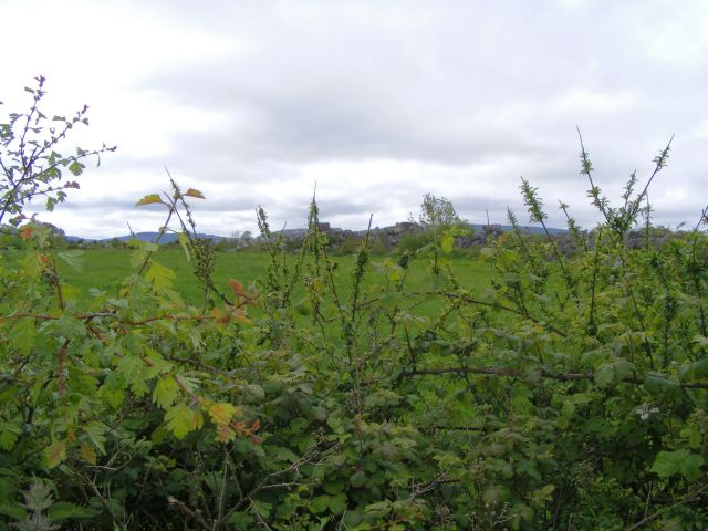 Whitethorn hedge and silage field - Caherglassaun Townland