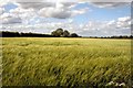 Corn Blowing in the wind