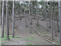 Dune pines at Formby