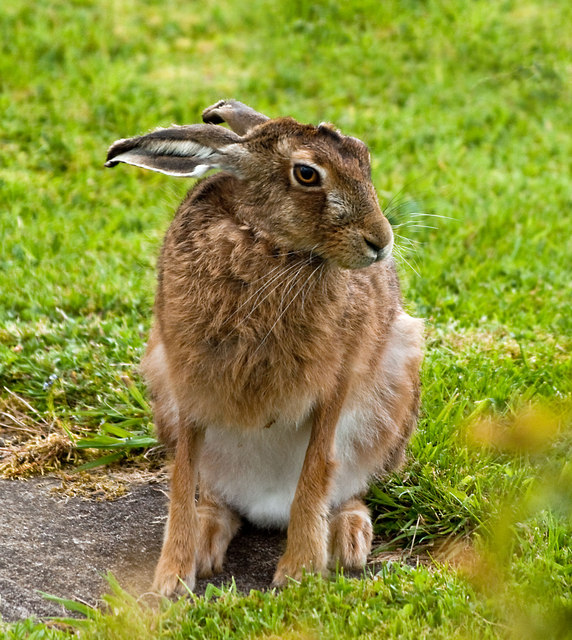 Brown Hare © David Baird cc-by-sa/2.0 :: Geograph Britain and Ireland