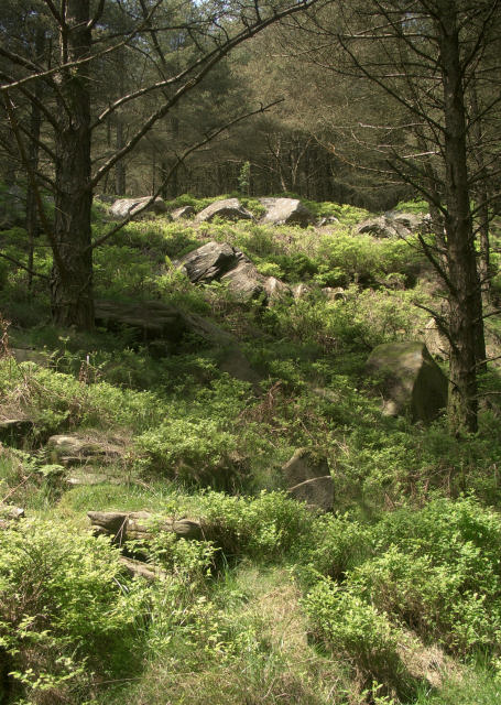Boulders in the forest near Blaengarw