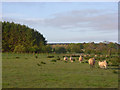 NY5473 : Pasture and plantation, Askerton by Andrew Smith