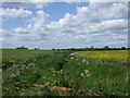 Dike off  Walkeringham Road