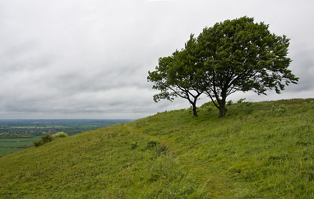 Westerly Wind on Dunstable Downs