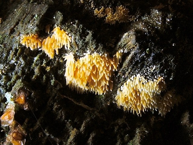 A fungus - Mucronella species