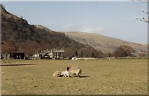 NY3817 : Spring lamb at Glenridding by Elliott Simpson