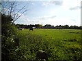 Paddock at Abbey Farm