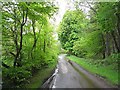 Woodland road by the Marr Burn