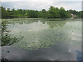 Eastwell Lake covered in waterlilies