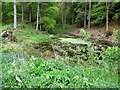 Forest pool in the grounds of Drumlanrig Castle