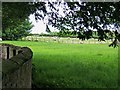 Fields adjacent to Mill Street