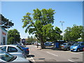 Tree in Sainsbury