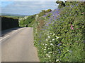 Hedgerow flowers alongside the B3283