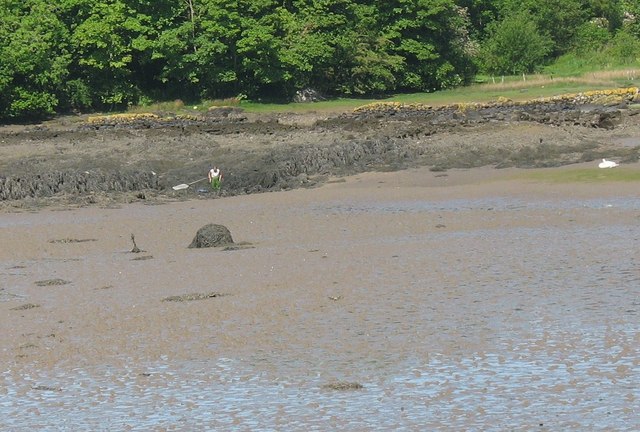 Cockler, and a swan, in the tidal pool north of the Church Island causeway