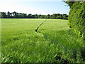 Footpath through the barley