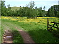 Entrance to a field of buttercups near Houndspool