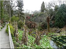 SX0046 : The Lost Gardens of Heligan by John Baker