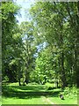 The Track heads North West through the woods at Ashridge