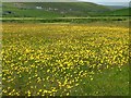 Hay meadow, Aith