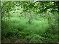 Spring, Widdenton Park Wood