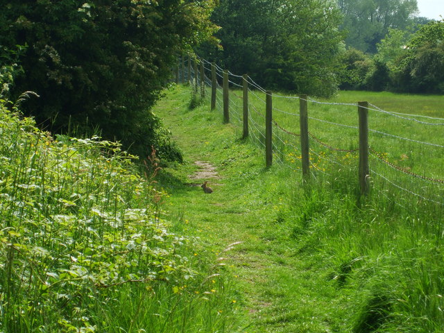 Baby Rabbit Enjoying The Sun © Ashley Dace :: Geograph Britain And Ireland