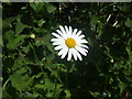 Wild Flowers on the Forncett branch