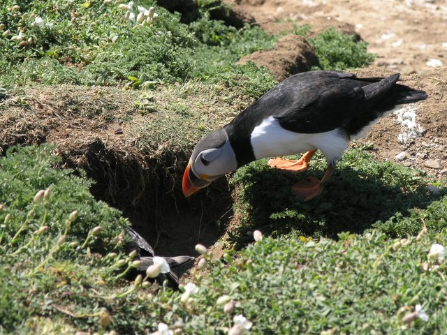 A puffin and her burrow