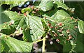 Lime nail galls, Poolbrook, Malvern