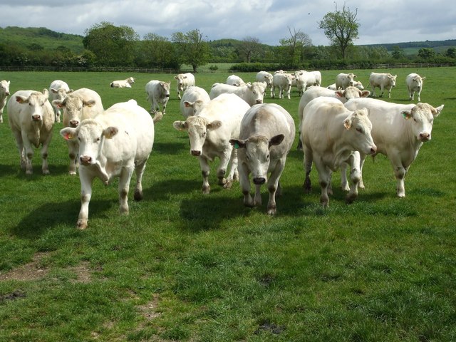 A load of Bullocks!