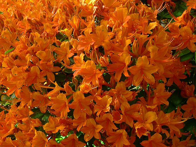 Azalea in flower, Branklyn Garden © Dr Richard Murray