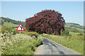 Copper Beech on bend