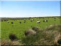 NS8968 : Sheep pasture, edge of Blawhorn Moss by Richard Webb