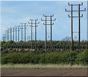 SK4300 : Electricity poles near Sutton Cheney by Mat Fascione