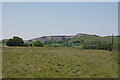 Grazing near Pant-y-chwarel