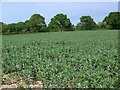SU6427 : Field beans, Woodlands by Maigheach-gheal