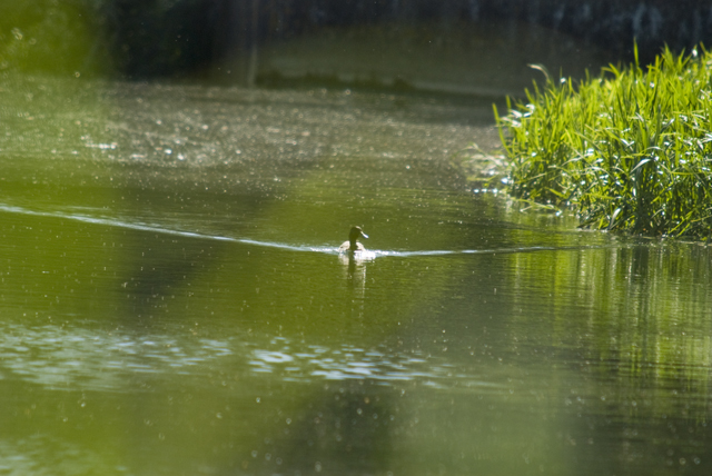 Duck at Maids Moreton Weir