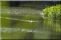 Duck at Maids Moreton Weir